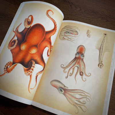 Tattoo Flash Collective Books Octopus and Squid