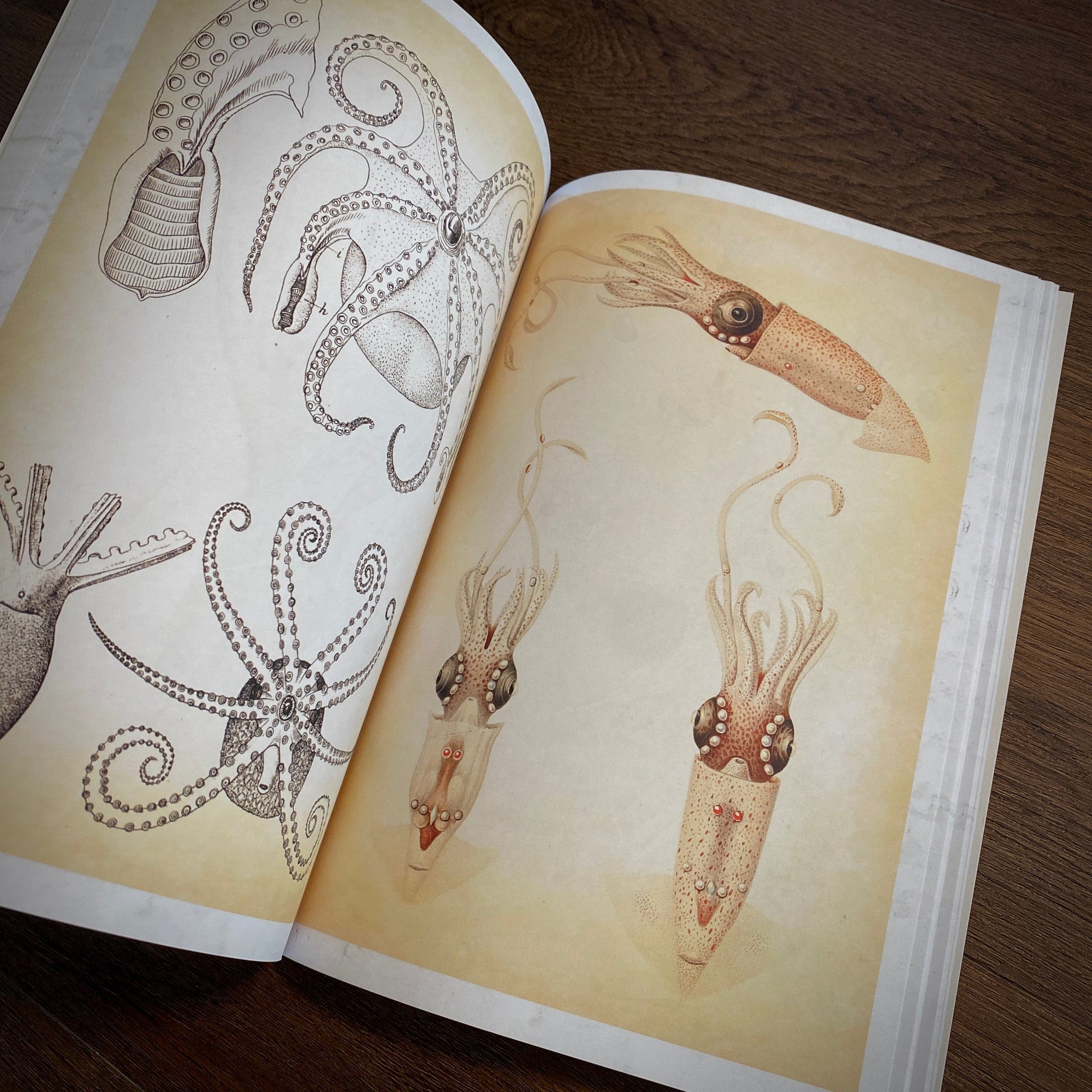 Tattoo Flash Collective digital books Octopus and Squid ebook