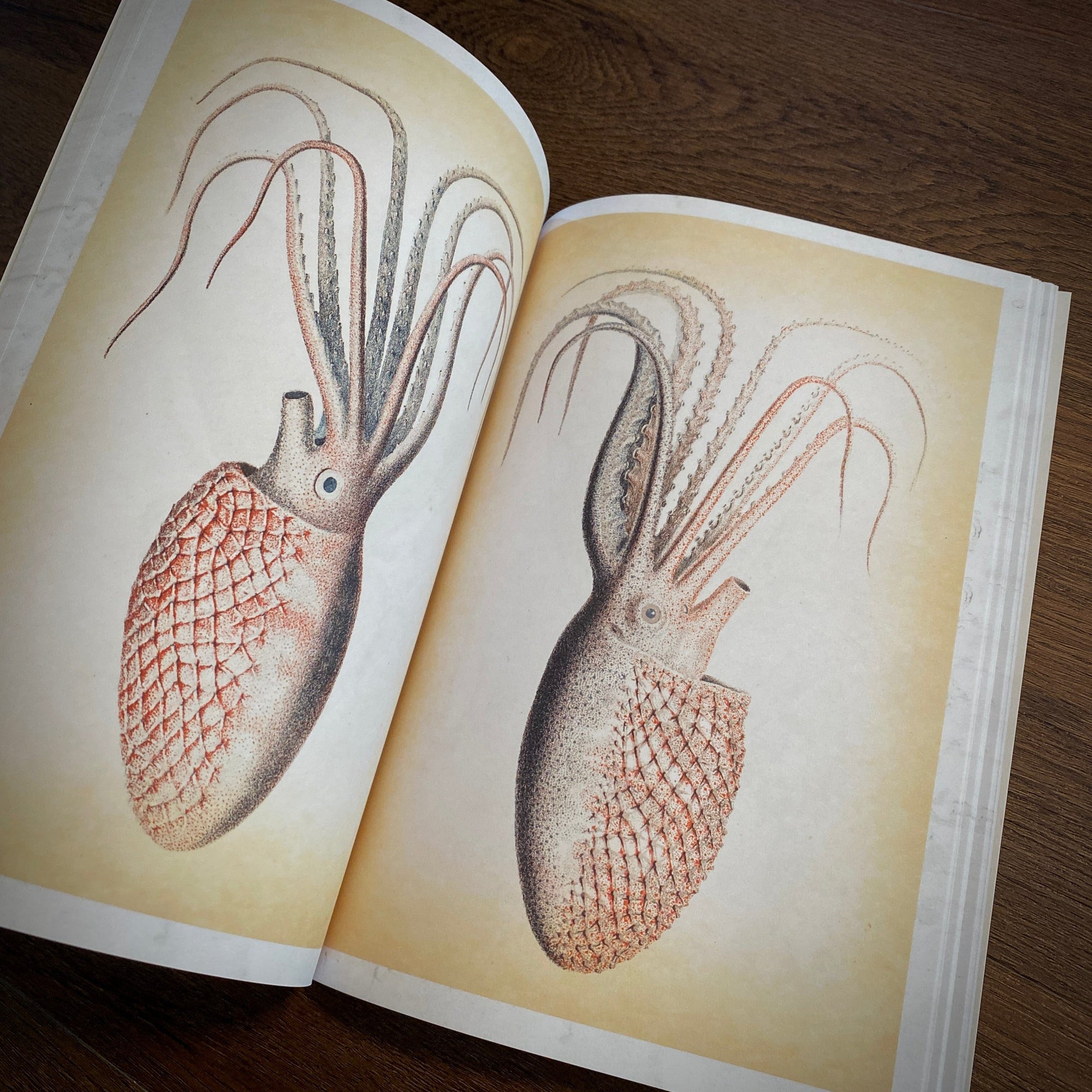 Tattoo Flash Collective digital books Octopus and Squid ebook