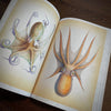 Tattoo Flash Collective digital books Octopus and Squid ebook