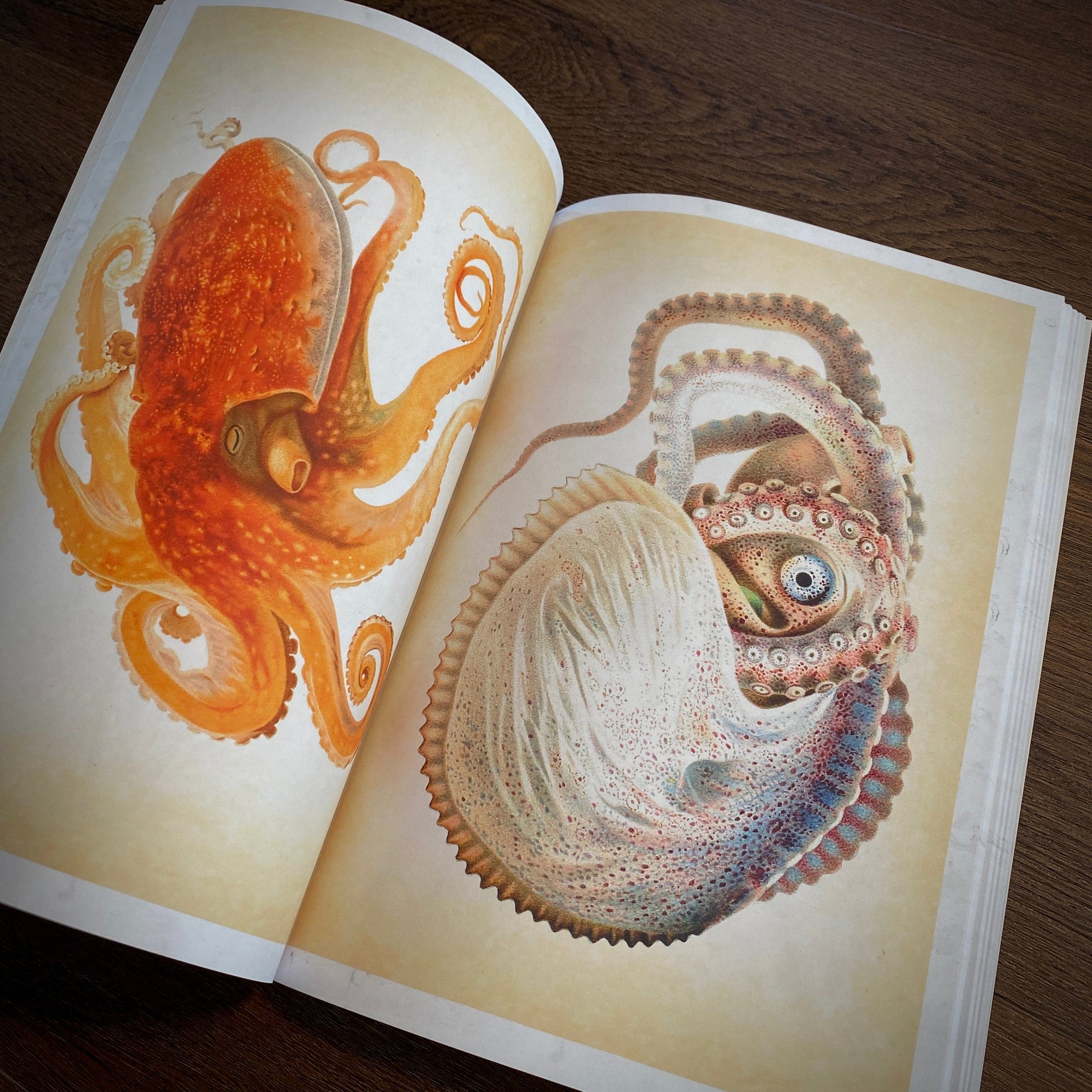 Tattoo Flash Collective digital books Octopus and Squid ebook