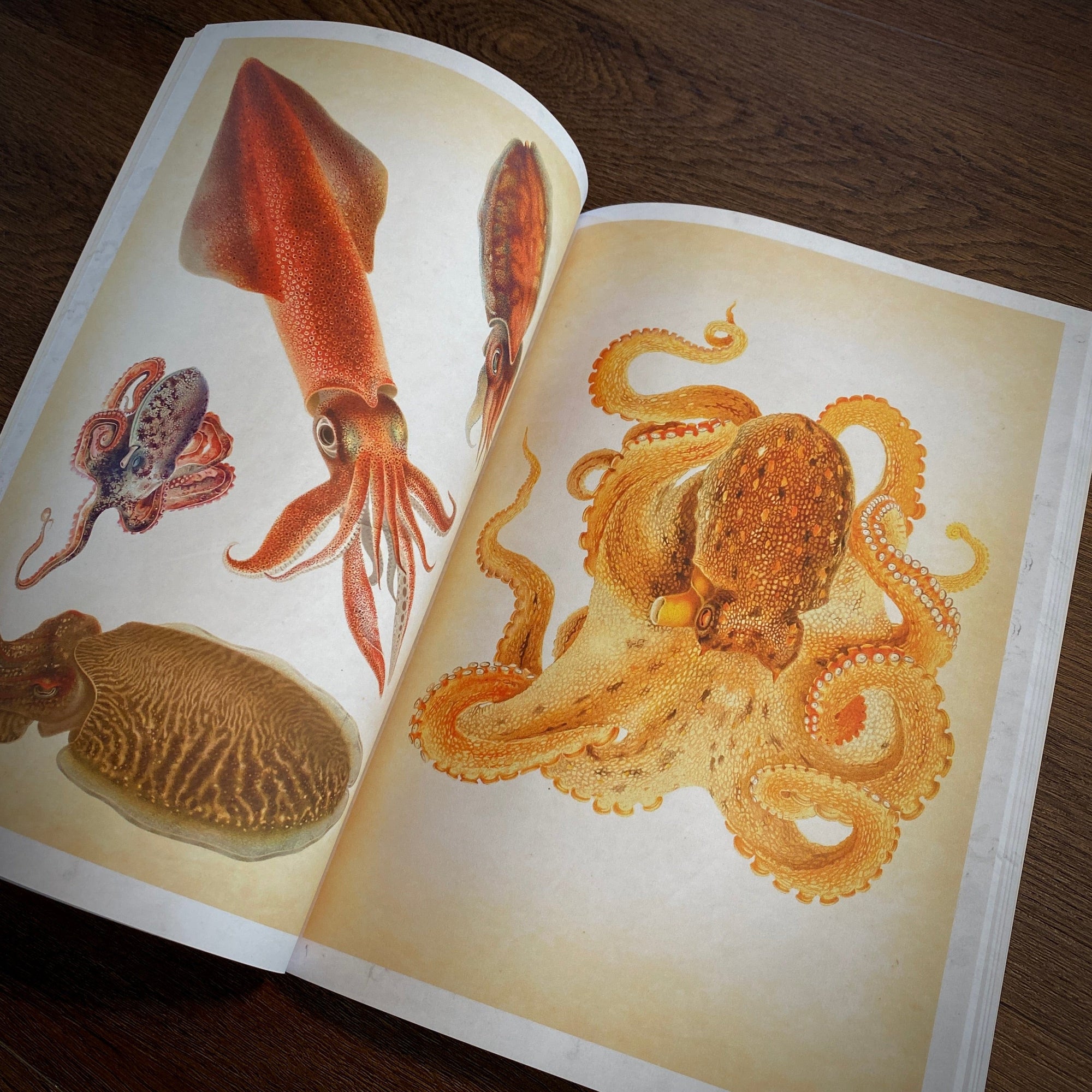 Tattoo Flash Collective digital books Octopus and Squid ebook