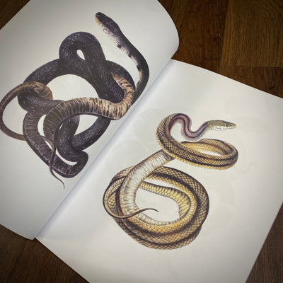 Tattoo Flash Collective digital books Snakes ebook