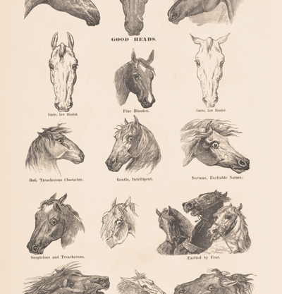 Horses - tattooflashcollective