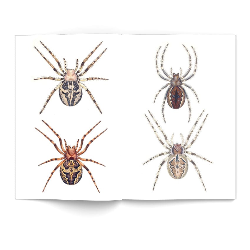 Tattoo Flash Collective Books Spiders and Scoprions