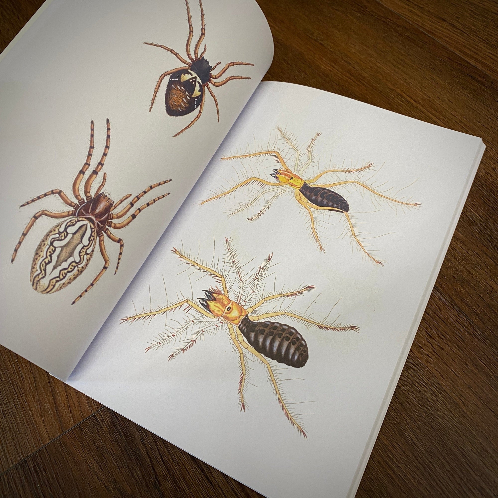 Tattoo Flash Collective Books Spiders and Scoprions