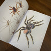 Tattoo Flash Collective Books Spiders and Scoprions