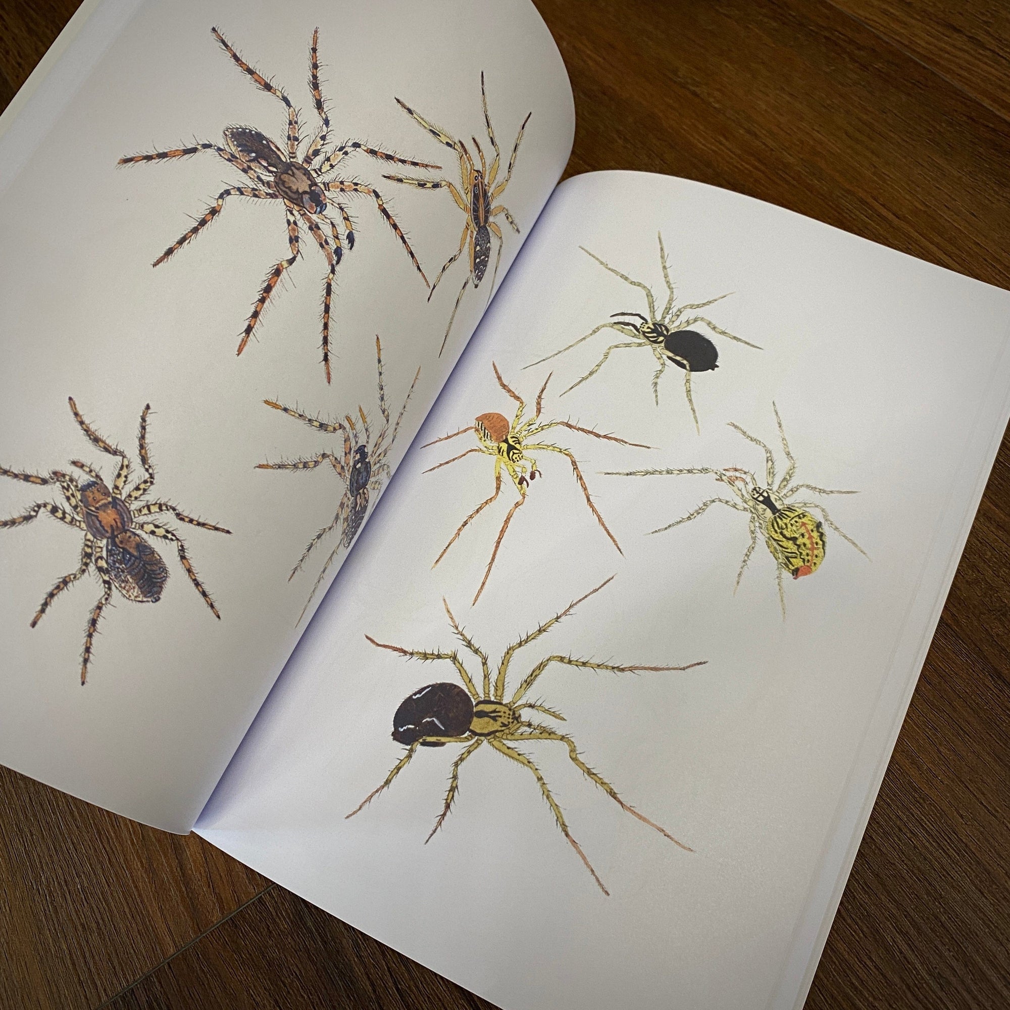 Tattoo Flash Collective Books Spiders and Scoprions