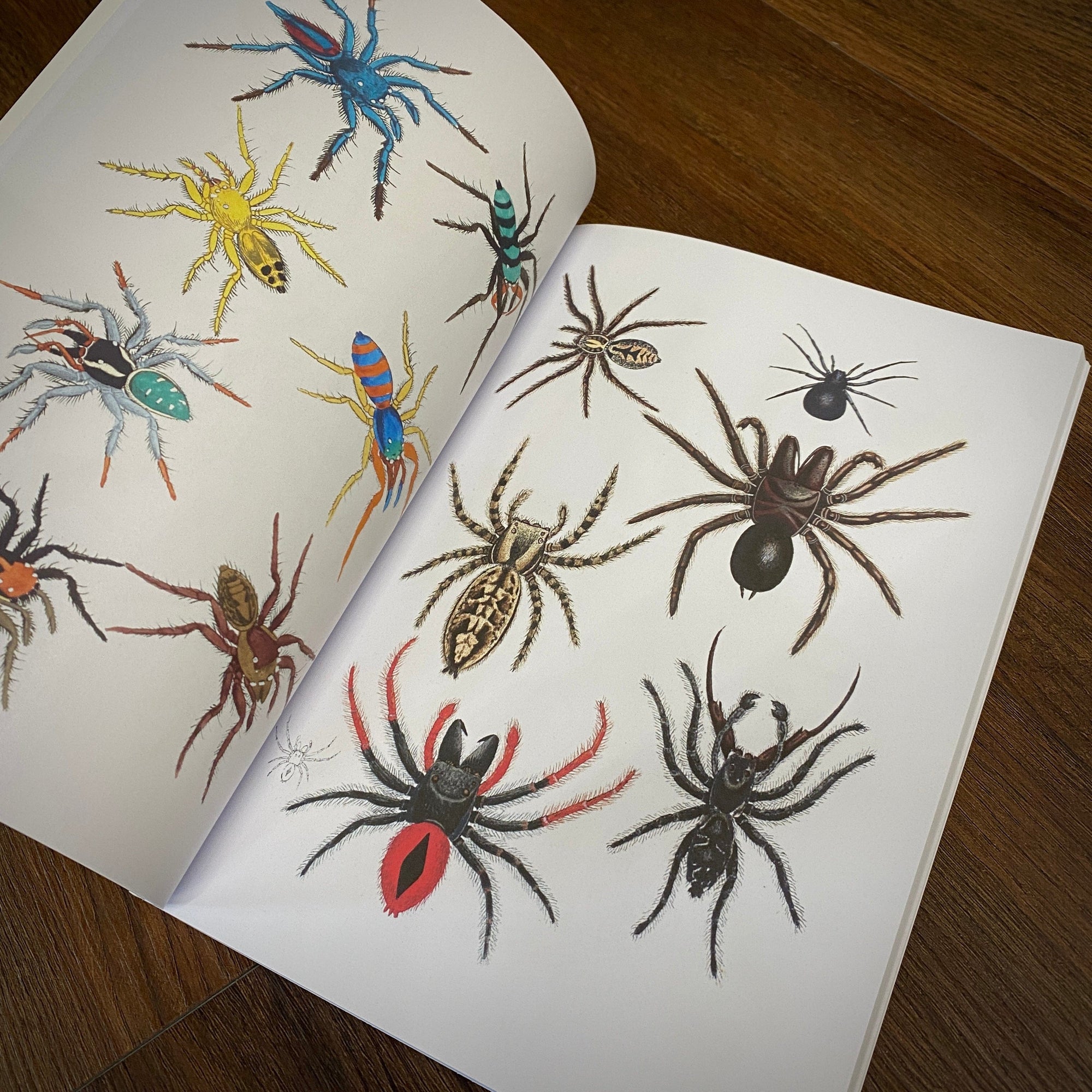 Tattoo Flash Collective Books Spiders and Scoprions