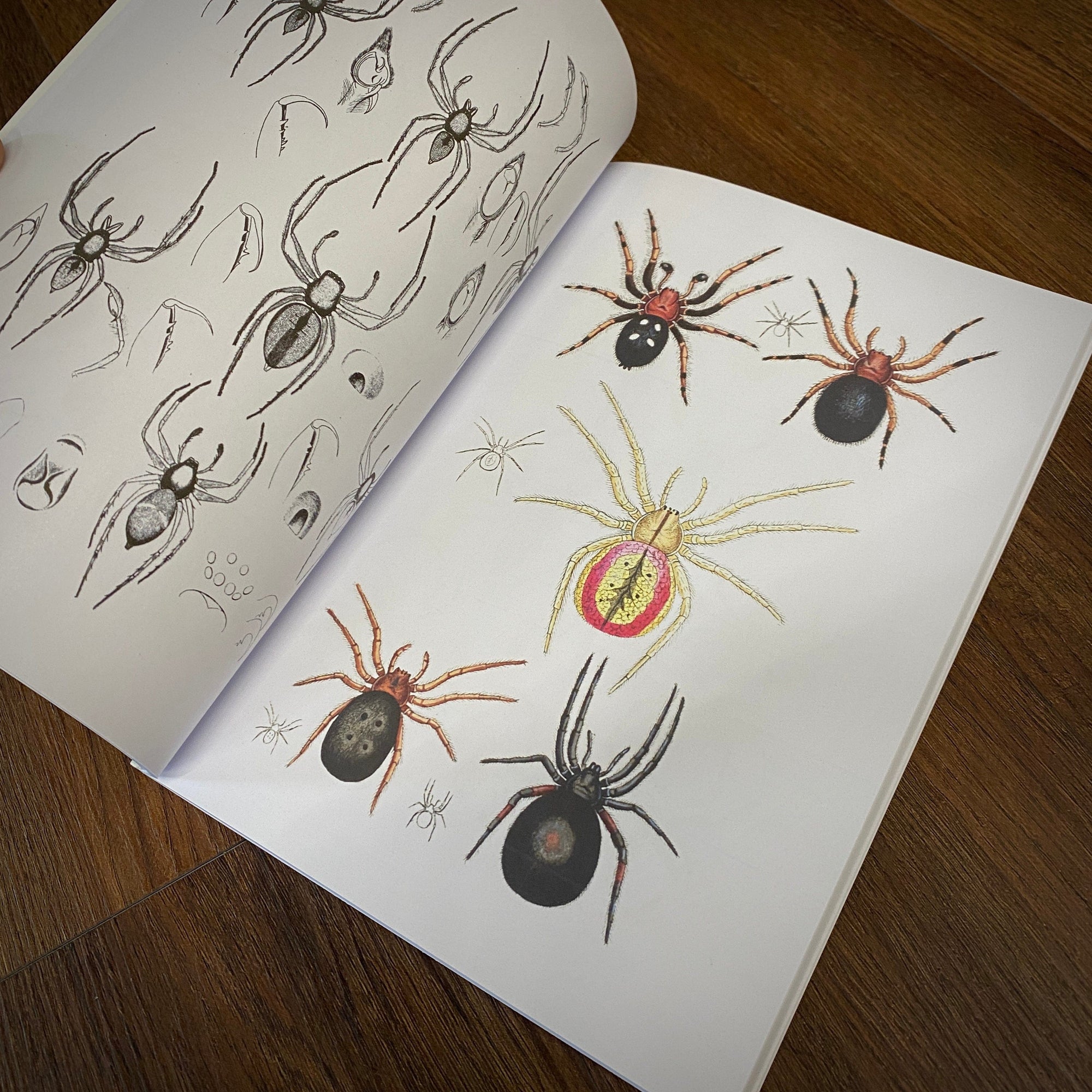 Tattoo Flash Collective Books Spiders and Scoprions