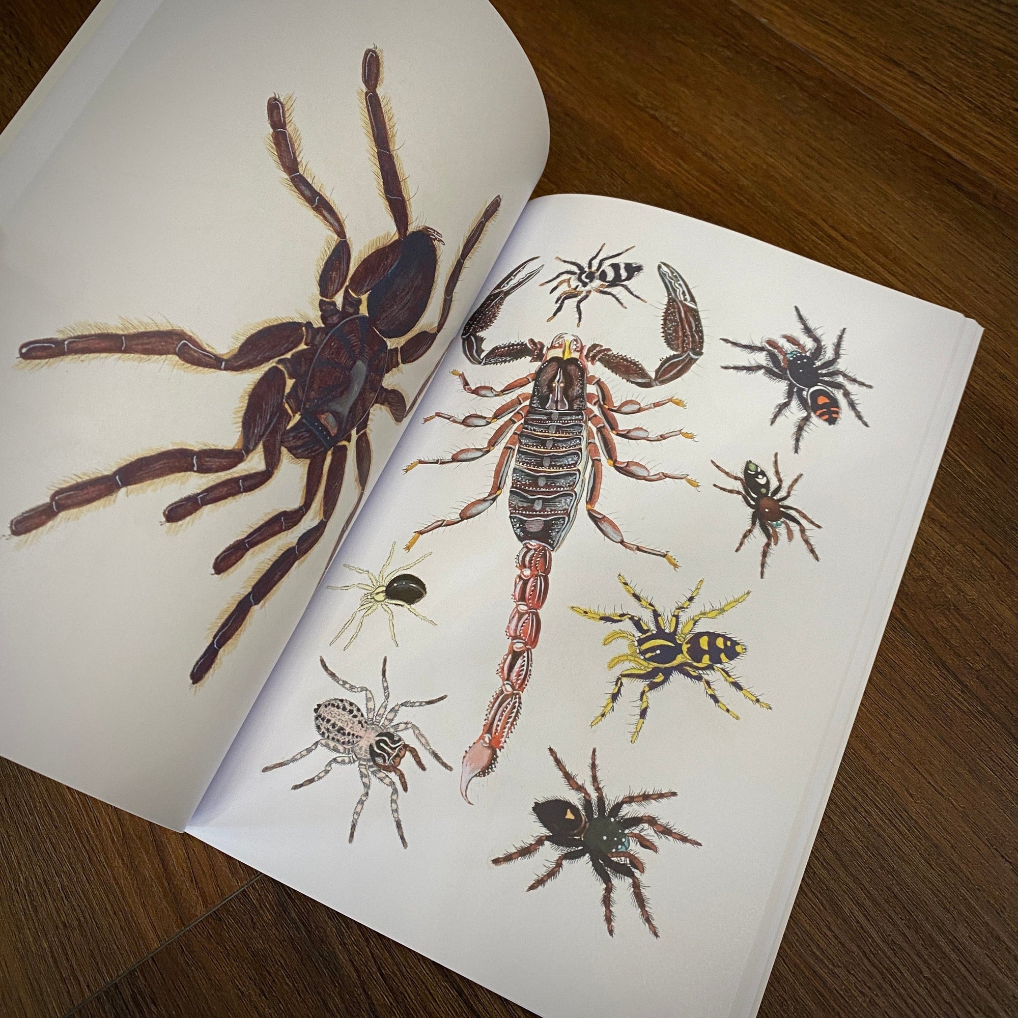 Tattoo Flash Collective Books Spiders and Scoprions