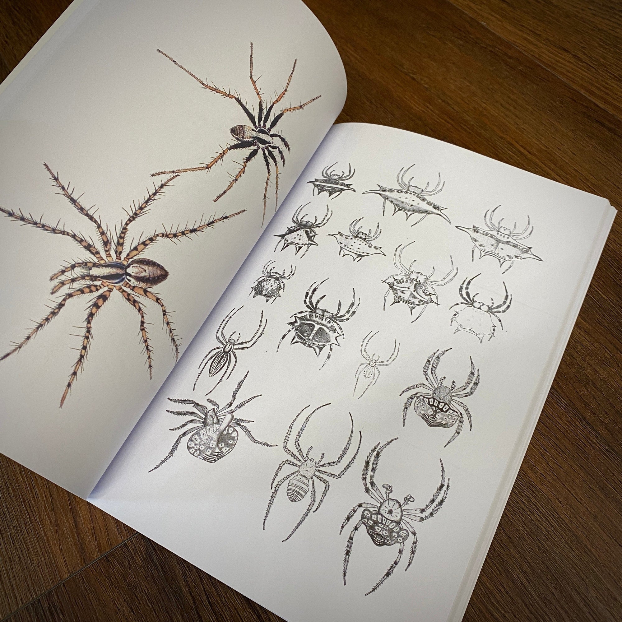 Tattoo Flash Collective Books Spiders and Scoprions