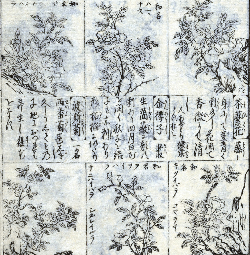 Tattoo Flash Collective digital digital books Japanese Animals & Foliage -DIGITAL