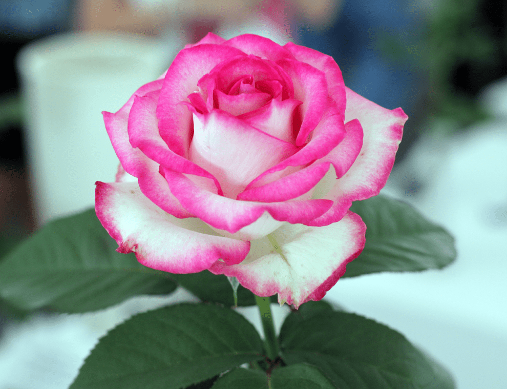 Tattoo Flash Collective digital digital books The Ultimate Rose book -DIGITAL