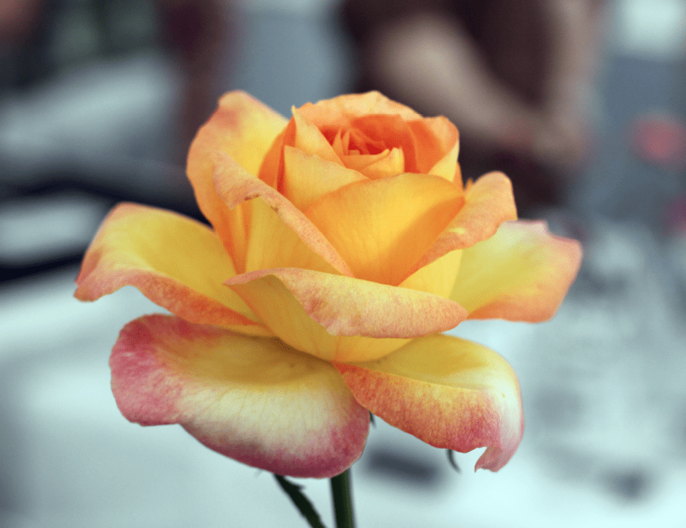 Tattoo Flash Collective digital digital books The Ultimate Rose book -DIGITAL