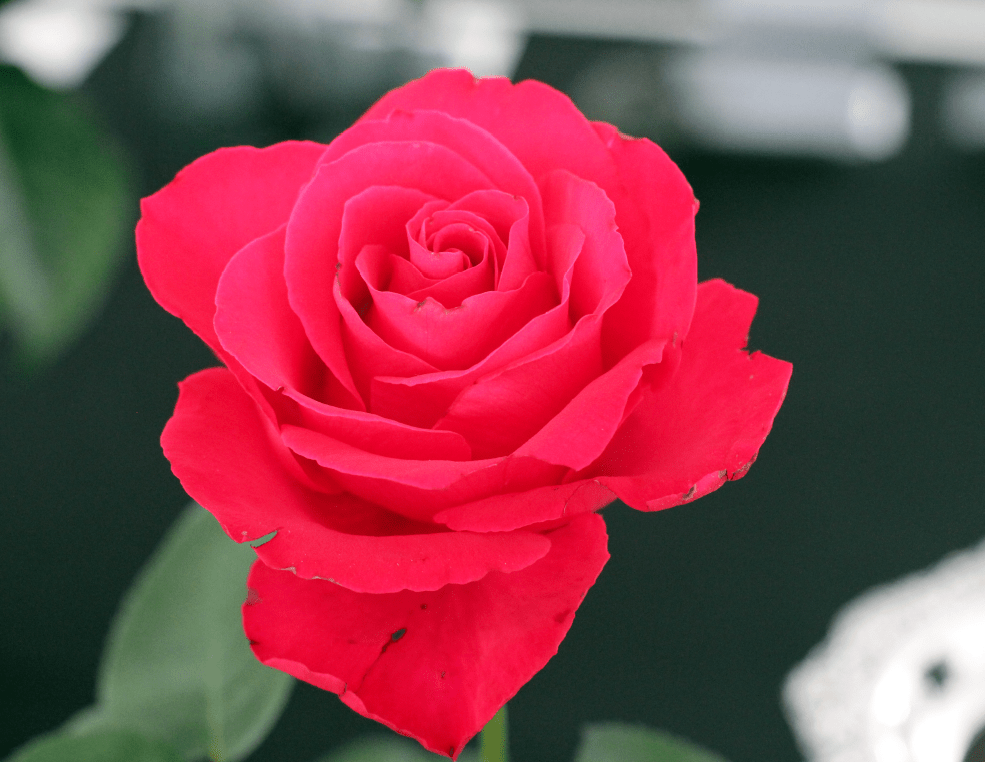 Tattoo Flash Collective digital digital books The Ultimate Rose book -DIGITAL