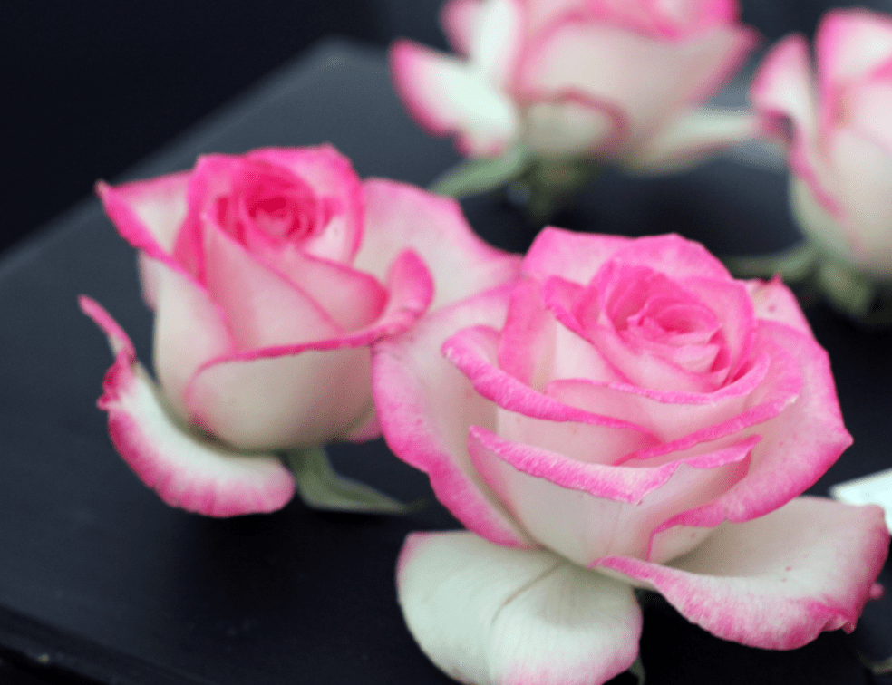 Tattoo Flash Collective digital digital books The Ultimate Rose book -DIGITAL