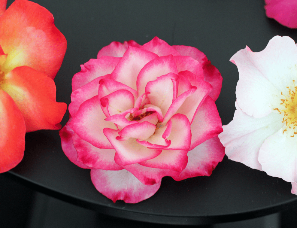 Tattoo Flash Collective digital digital books The Ultimate Rose book -DIGITAL