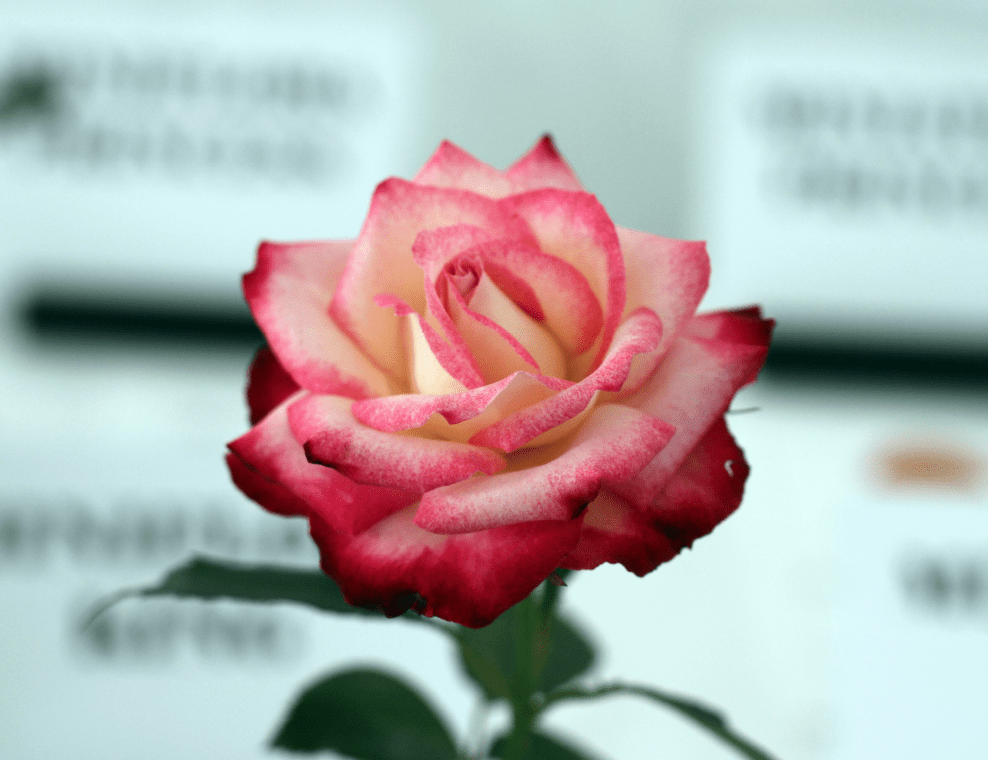 Tattoo Flash Collective digital digital books The Ultimate Rose book -DIGITAL